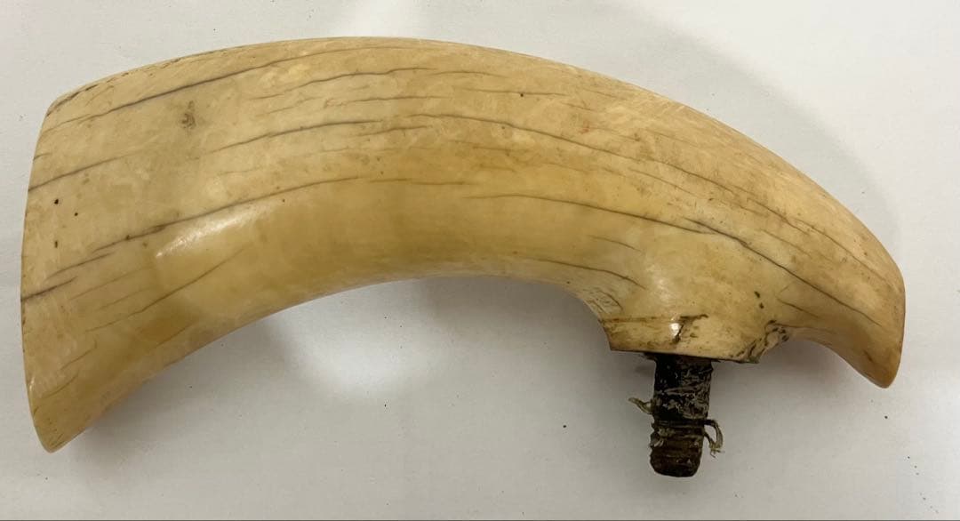 鯨の歯 牙 マッコウクジラ 重量約218g 杖材 1月7日のお題は模型。 マッコウクジラの上顎歯は歯茎に埋没していて